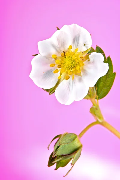 Fresa con flores — Foto de Stock