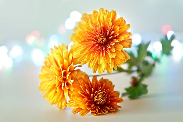 Chrysanten — Stockfoto