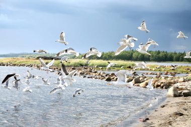 Martılar beyaz deniz kıyısında