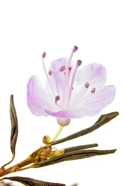 Rhododendron Blume auf weißem Hintergrund — Stockfoto