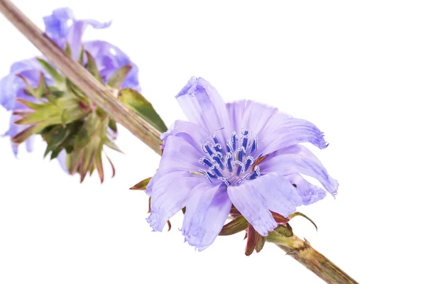 Primo piano della cicoria in fiore — Foto Stock