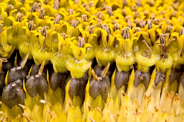 Blühende Sonnenblumen Nahaufnahme — Stockfoto