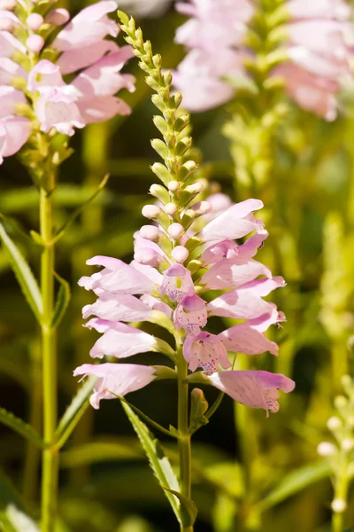 Blooming Flower Veronica — Stock Photo, Image