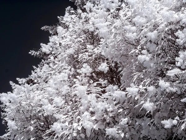 ライラックの茂み。赤外線写真 — ストック写真