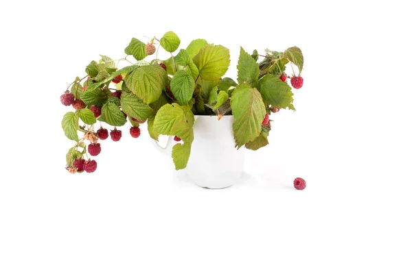 Bouquet of raspberry branches — Stock Photo, Image