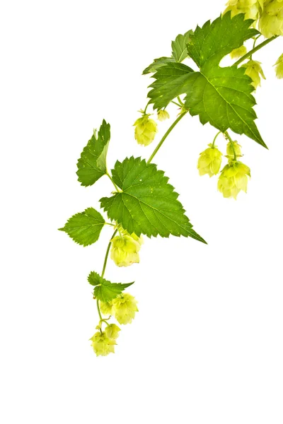 Hop or Humulus — Stock Photo, Image