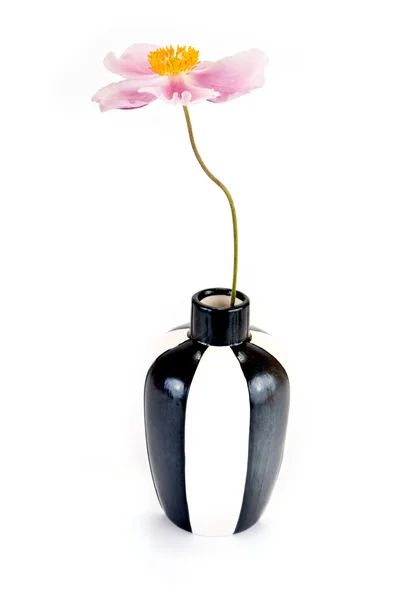 Anemone bir çiçektir — Stok fotoğraf