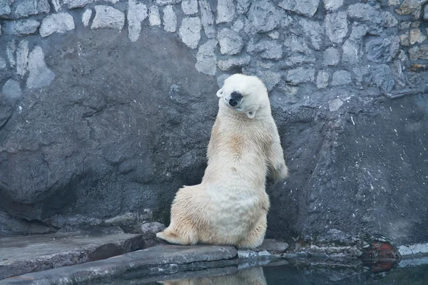 Urso polar no zoológico — Fotografia de Stock