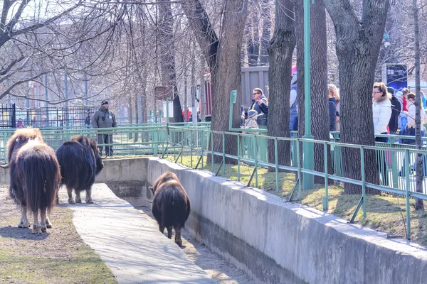 La voliera muskox — Foto Stock