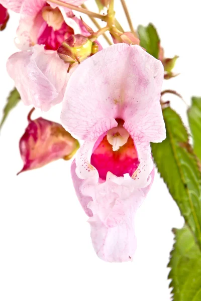 Impatiens glandulifera it is isolated on a white background — Stock Photo, Image