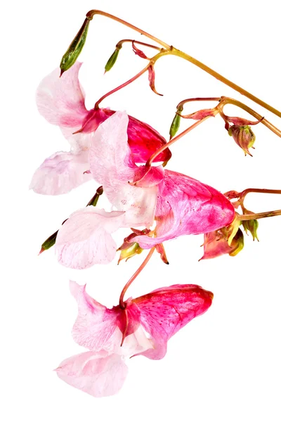 Impatiens glandulifera it is isolated on a white background — Stock Photo, Image