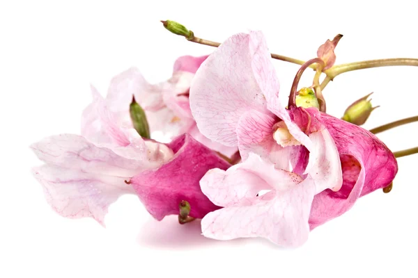 Impatiens glandulifera it is isolated on a white background — Stock Photo, Image