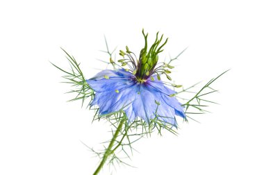 Mavi çörek otu (Nigella sativa L.)