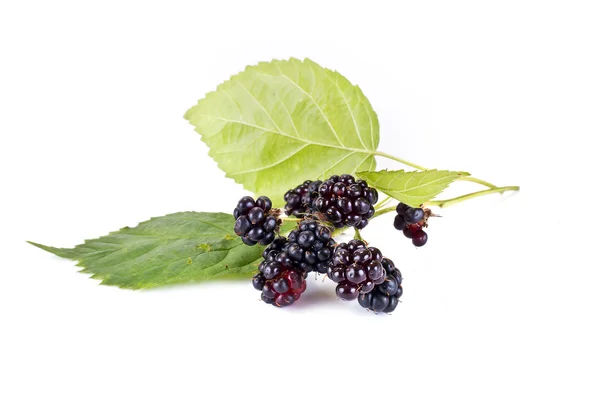 Ripe blackberry on a white background — Stock Photo, Image