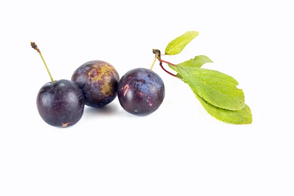 Berries of sloe — Stock Photo, Image