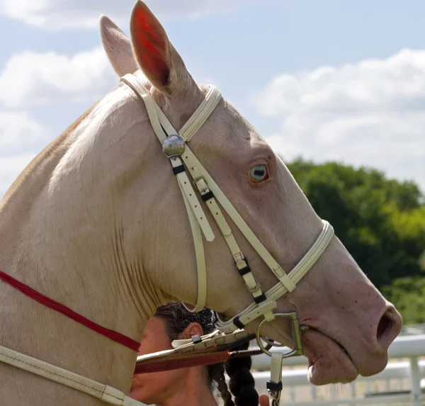 Portrét akhal-teke koně. — Stock fotografie