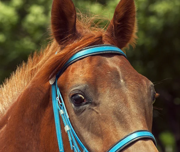 Portret van paard — Stockfoto