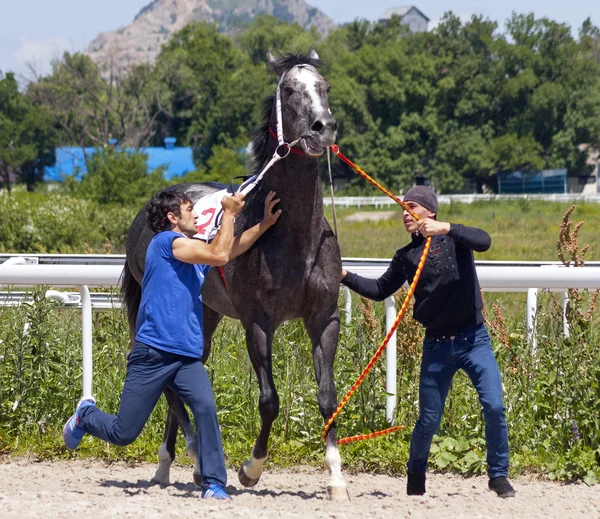 Caballo malo, Pyatigorsk —  Fotos de Stock