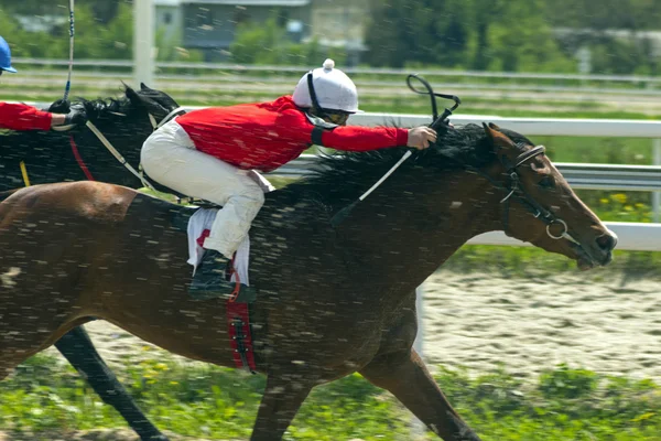 Corse di cavalli a Pyatigorsk. — Foto Stock