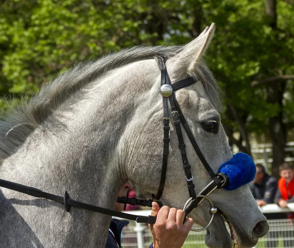 Portrait of  horse. — Stock Photo, Image