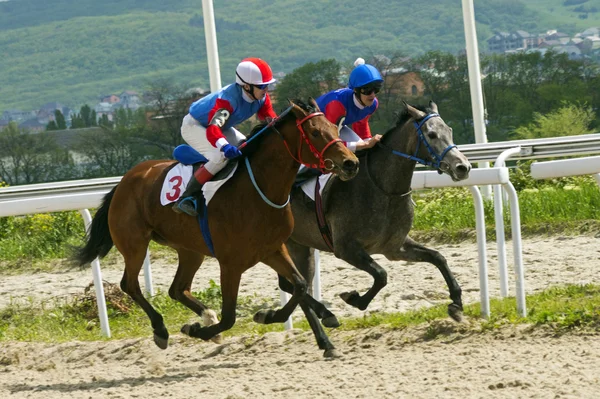 Wyścigi konne w Pyatigorsku. — Zdjęcie stockowe