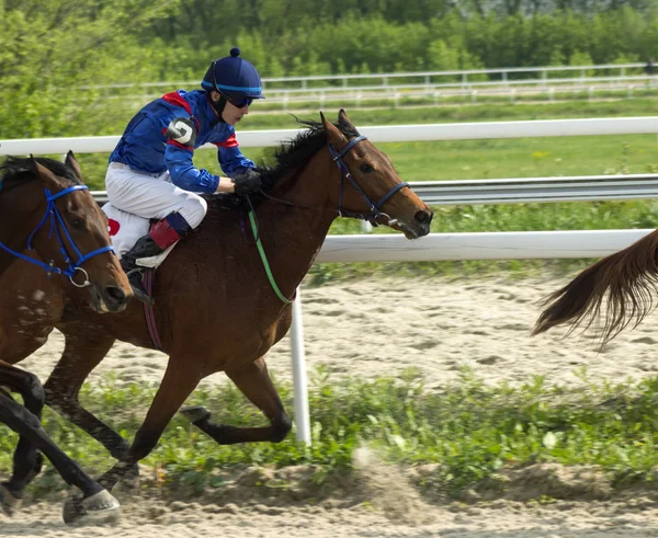 Koňské dostihy v Pyatigorsku. — Stock fotografie