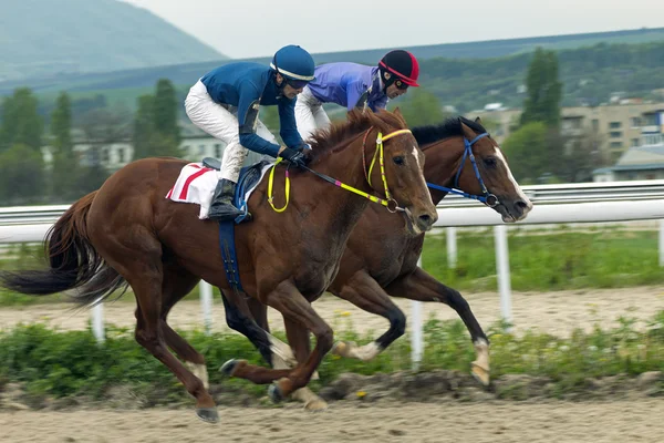 Horse racing in Pyatigorsk. — Stock Photo, Image