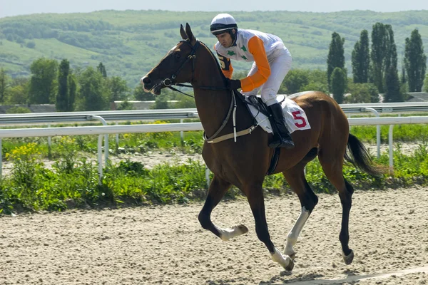 Koňské dostihy v Pyatigorsku — Stock fotografie