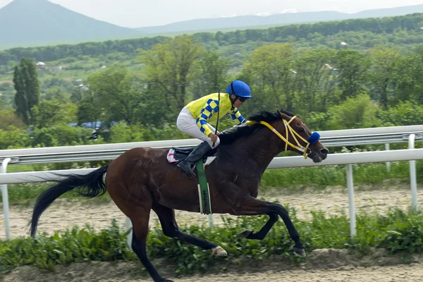 Horse racing in Pyatigorsk — Stock Photo, Image