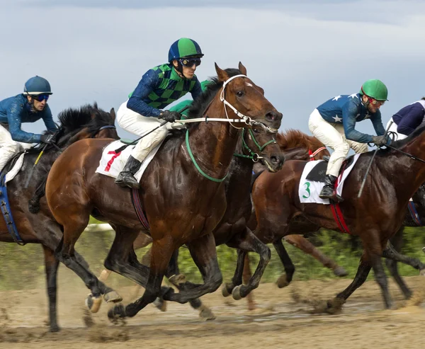 Pferderennen in Naltschik. — Stockfoto