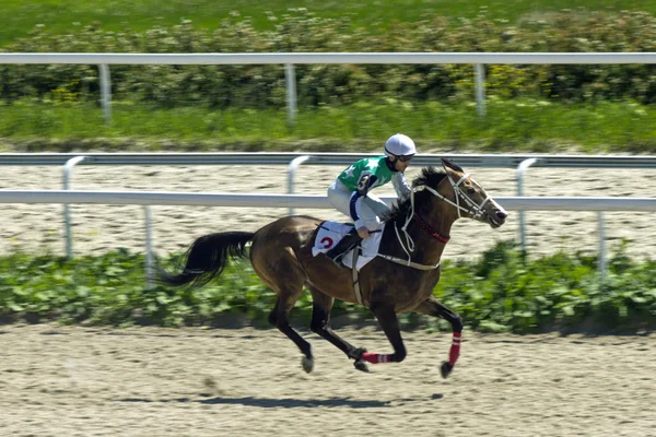 ピャチゴルスクでの競馬 — ストック写真