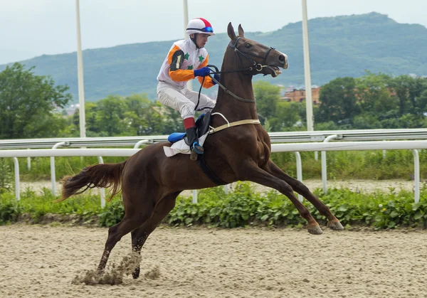Koňské dostihy v Pyatigorsku. — Stock fotografie