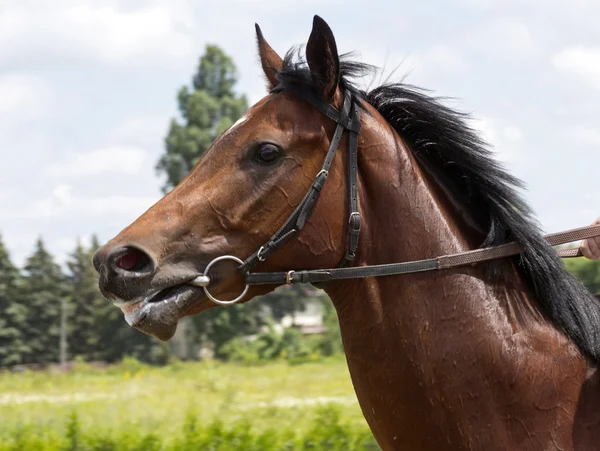 Retrato de caballo marrón — Foto de Stock