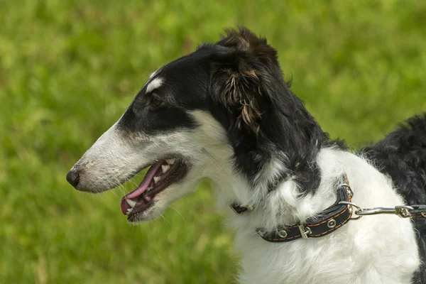 Retrato de galgo ruso — Foto de Stock