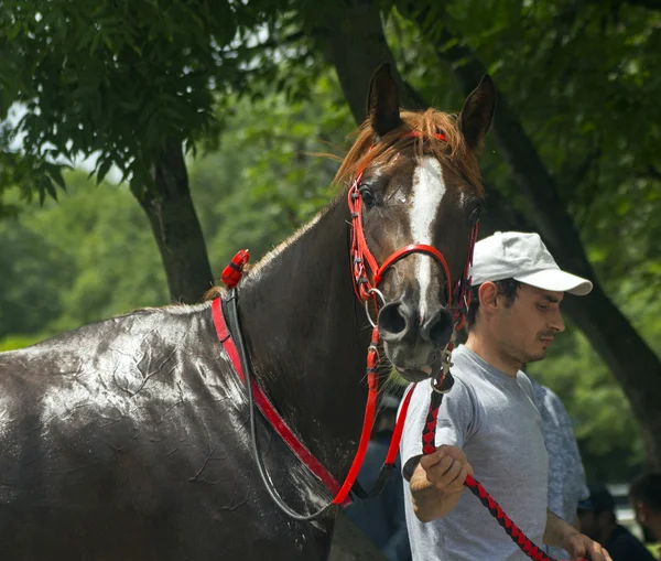 Jockey com seu cavalo — Fotografia de Stock