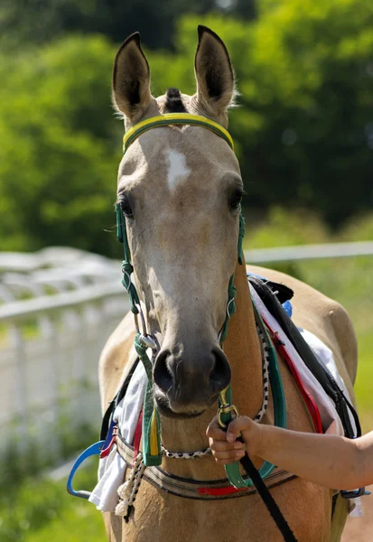 Portrét krásné koně — Stock fotografie