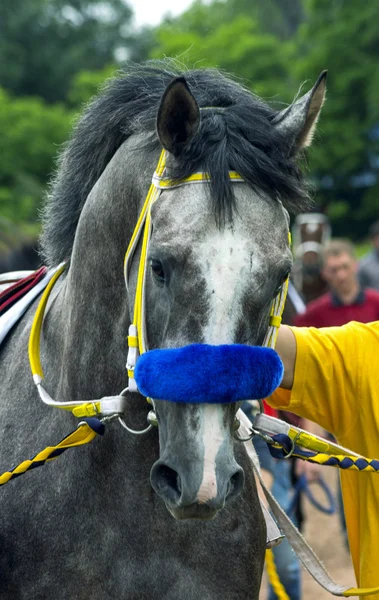 Portrét šedé koně — Stock fotografie