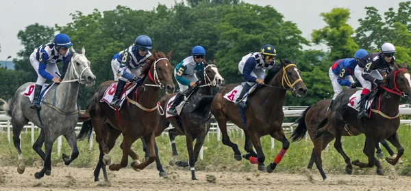 Corrida de cavalos para o prêmio Cluba Jockey. — Fotografia de Stock