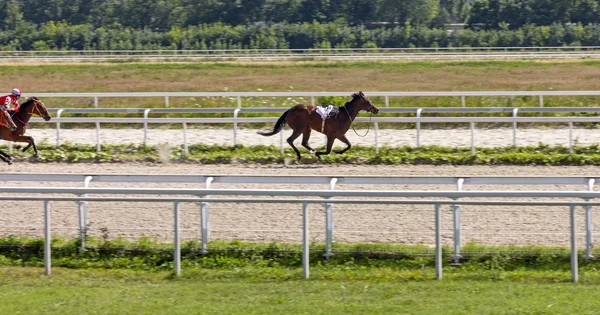 Course de chevaux pour le prix Chênes . — Photo