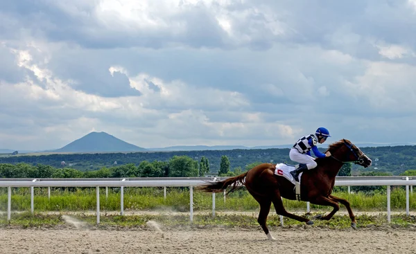 Pferd Rennen um den Preis Absenta — Stockfoto