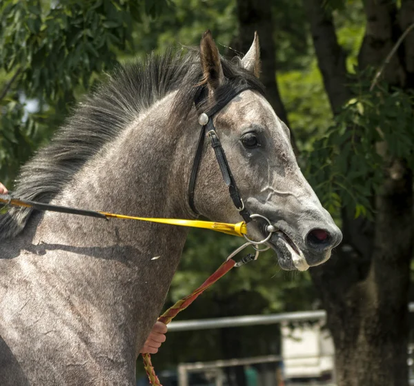 Porträtt av grå häst — Stockfoto