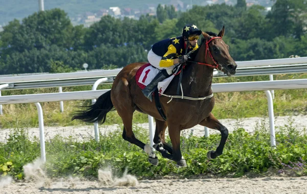 Lóverseny Pyatigorskban — Stock Fotó