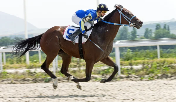 Carreras de caballos en Pyatigorsk —  Fotos de Stock