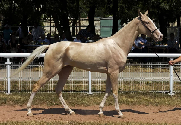 Retrato de belo cavalo — Fotografia de Stock