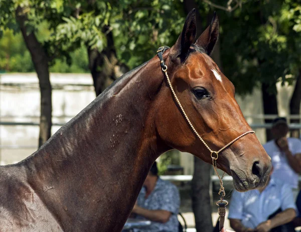 Portrét akhal-teke koně — Stock fotografie