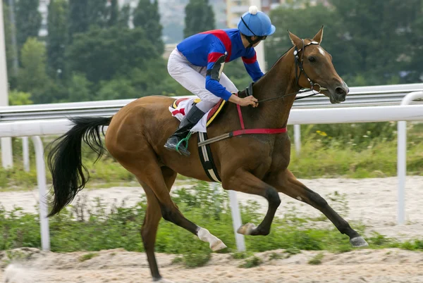 Jockey auf dem Pferd — Stockfoto