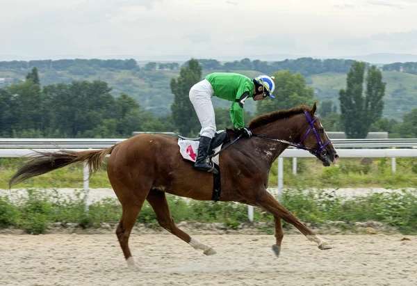 Carreras de caballos en Pyatigorsk —  Fotos de Stock