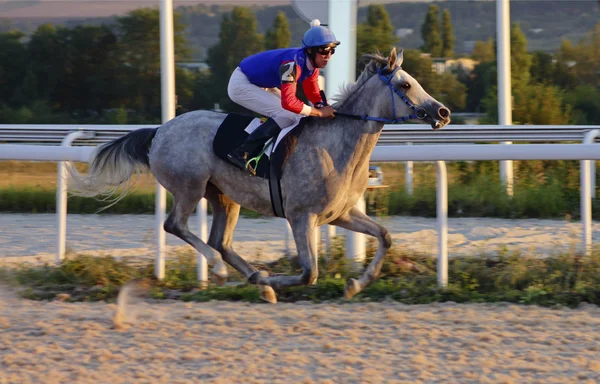 Carreras de caballos en Pyatigorsk. — Foto de Stock