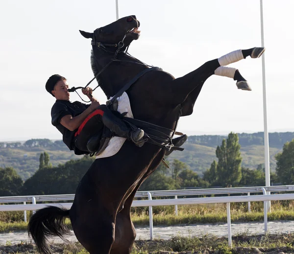 Truque de equitação, garanhão criação acima — Fotografia de Stock