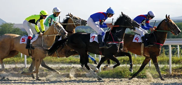 Koňské dostihy v Pyatigorsku. — Stock fotografie